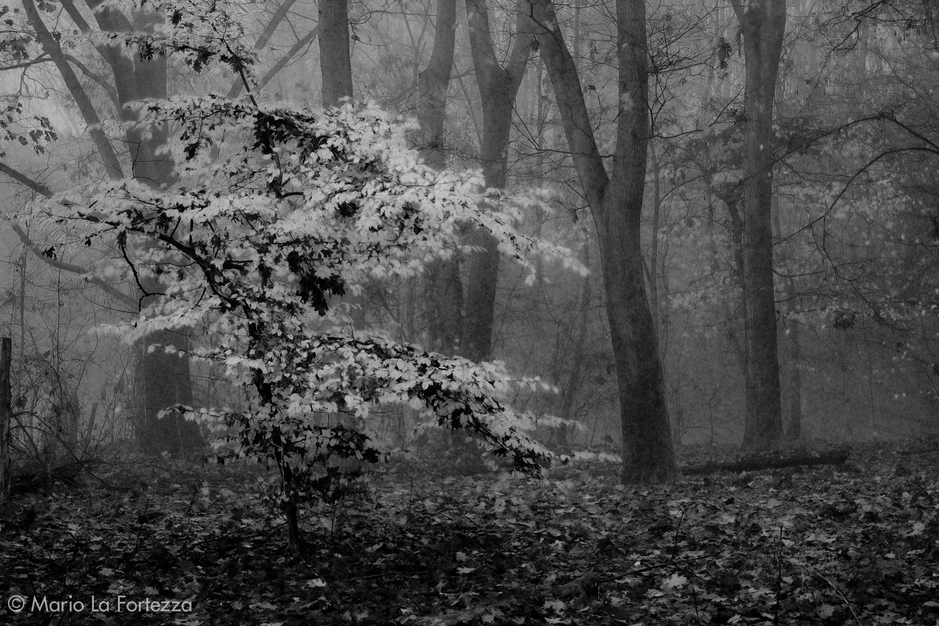 bosco - © Mario La Fortezza 2021