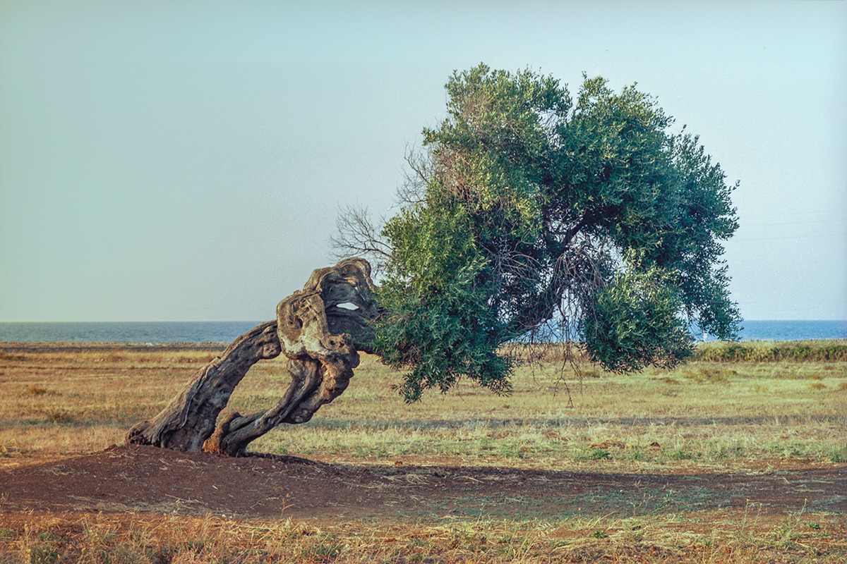 dove si radica il vento, ulivo - © Mario La Fortezza 2021