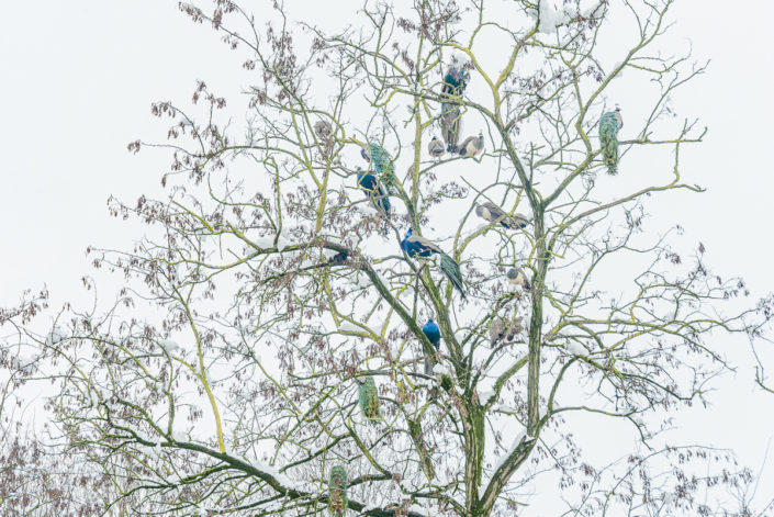 pavoni su albero - © Mario La Fortezza 2021