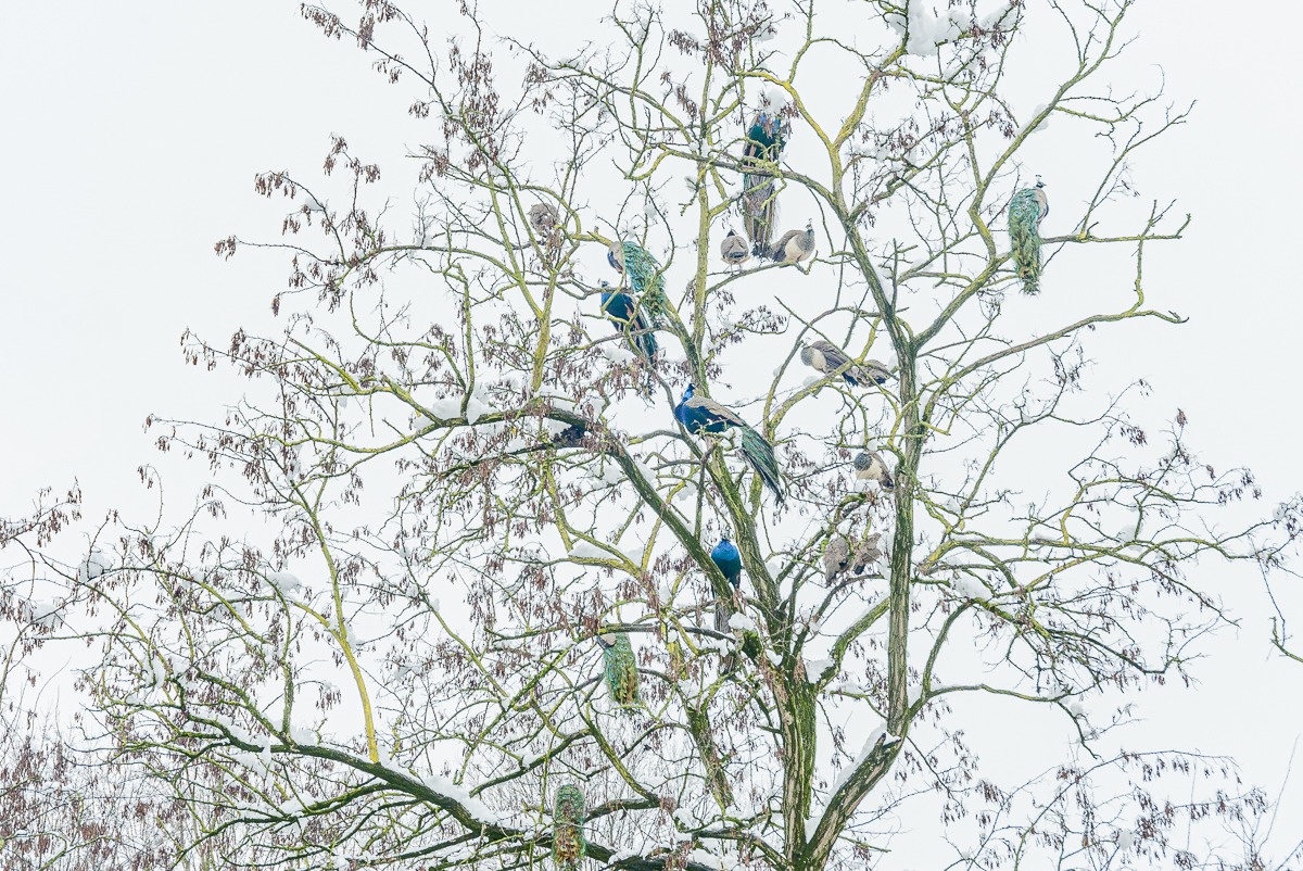 pavoni su albero - © Mario La Fortezza 2021