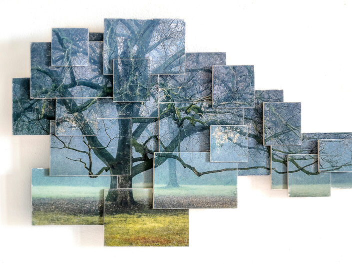 ho molti amici alberi